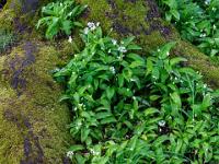 Bärlauch eingerahmt von bemoosten Baumwurzeln